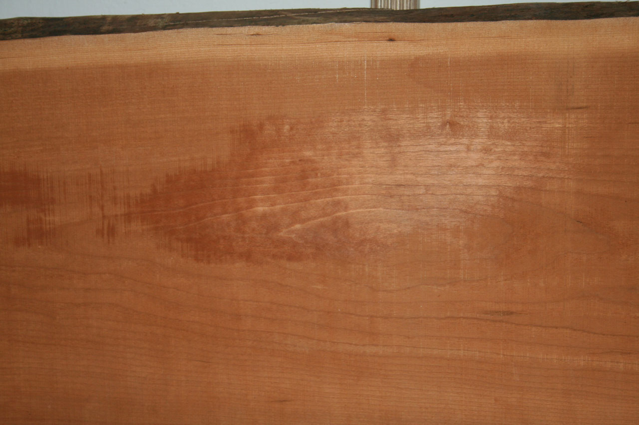 Amerikanische Kirsche - Stammstark