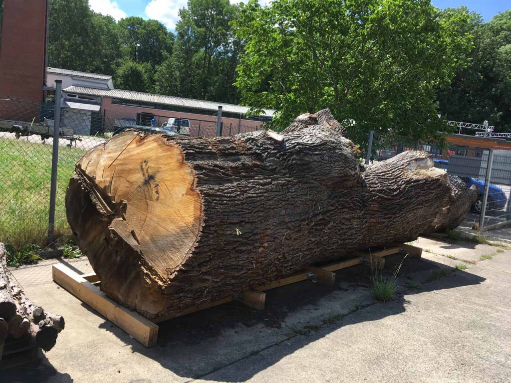 Knigge Eiche